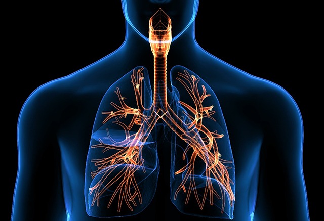 Respiratory System